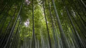 Brazil's new climate plan targets deforestation