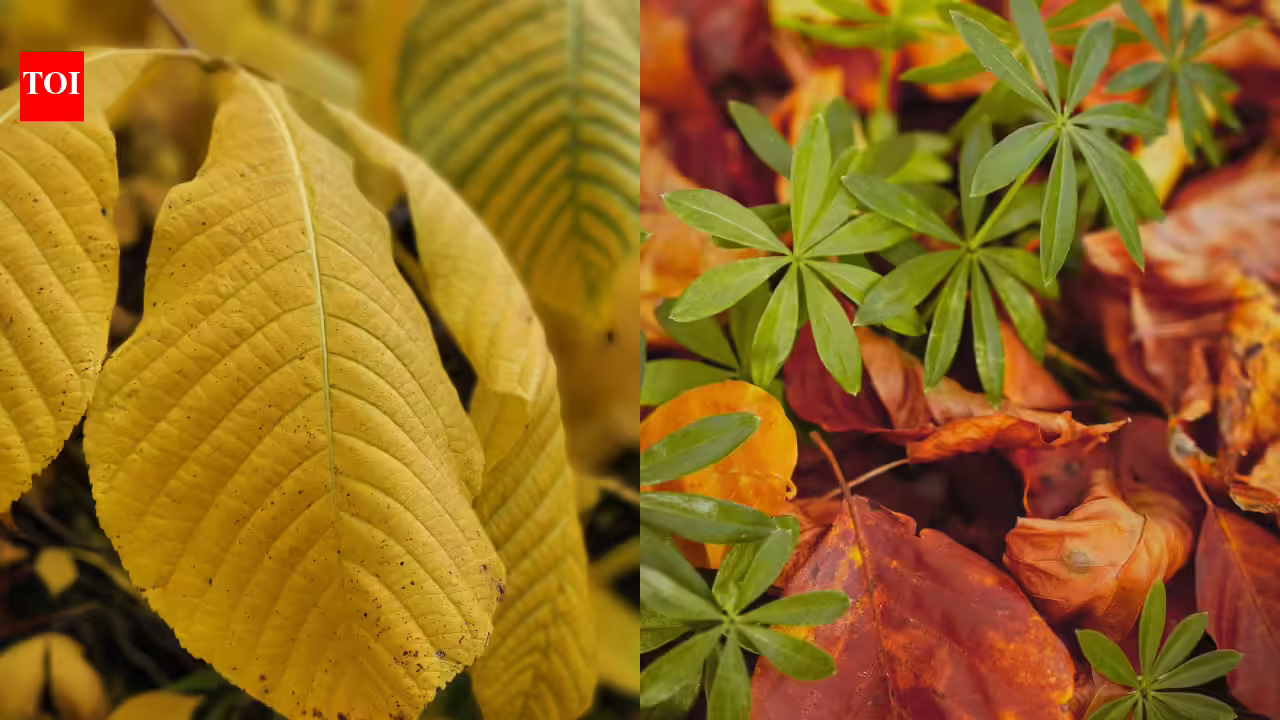 How to fix yellow leaves and make your plants green again |