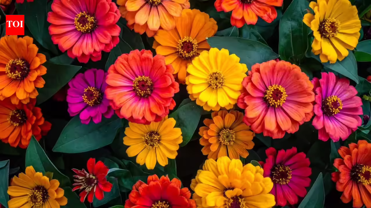 How to grow beautiful zinnia flowers in your balcony garden