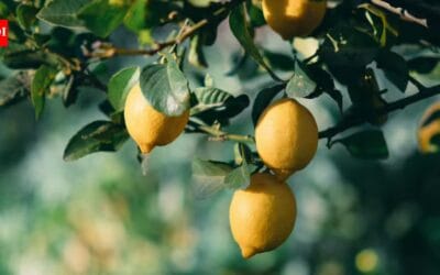 Lemon tree growing but not bearing fruit? Try these simple tips to fix it |