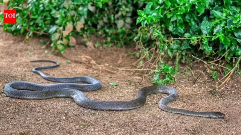 The one place in your garden snakes love to hide and why you may be overlooking it |