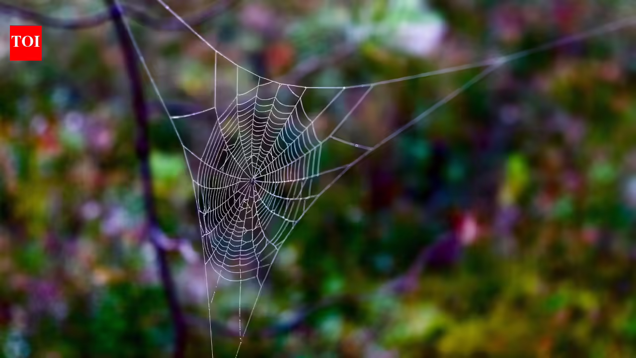 Tired of spider webs at home? Try these easy fixes that actually work |