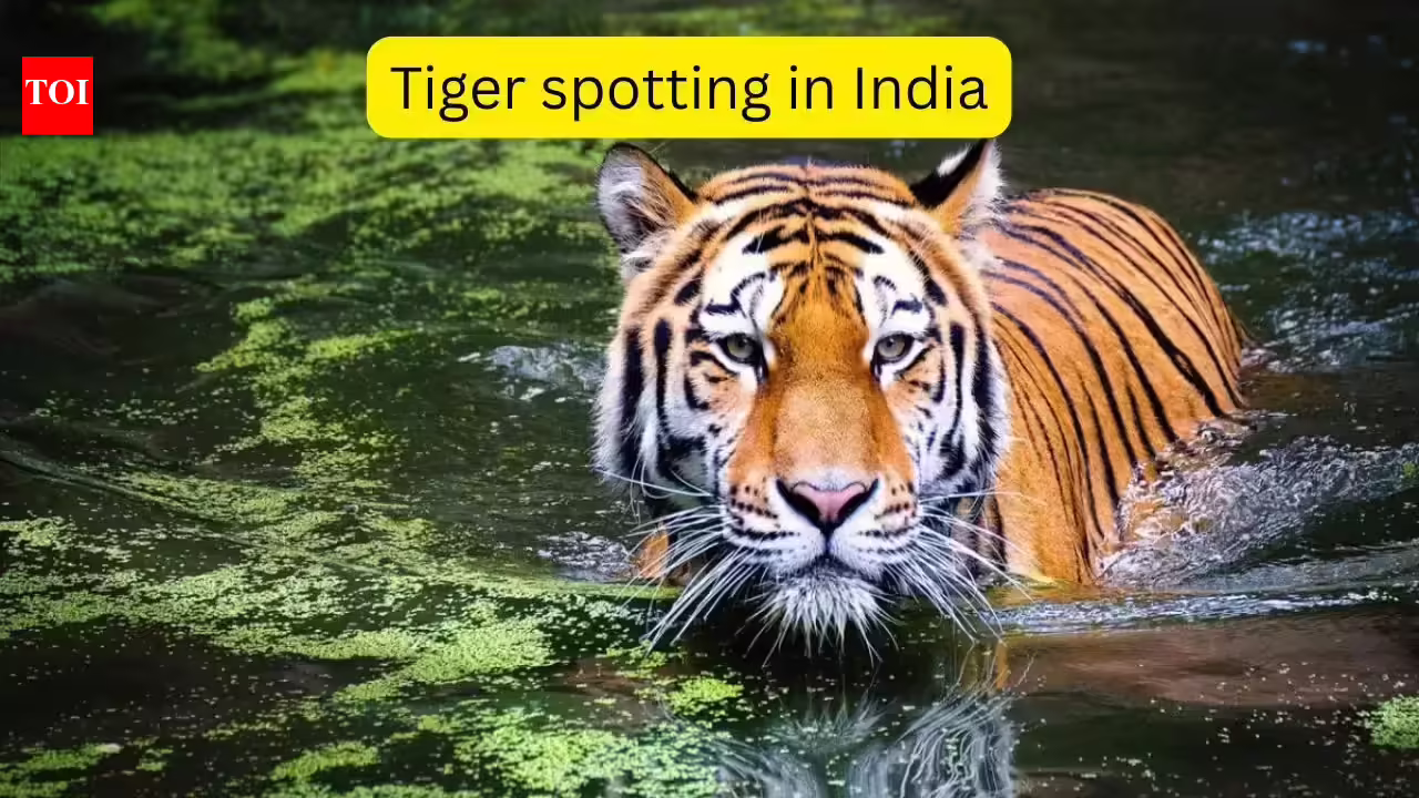 5 national parks in India where chances of spotting a tiger is between 70–90 percent; India’s most reliable safaris to see the big cat