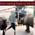 A massive rhino urinated on the street and what a woman did is something the Internet will never forget...