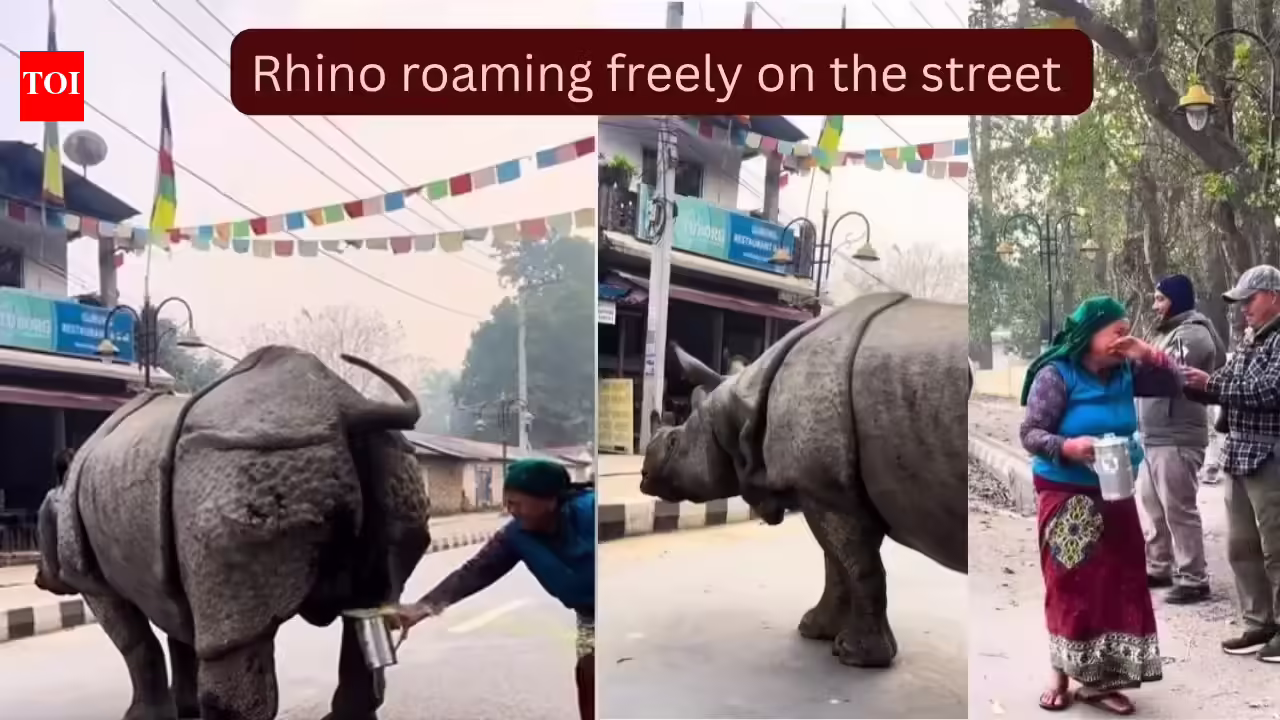 A massive rhino urinated on the street and what a woman did is something the Internet will never forget...