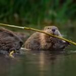 Beavers are climate heroes: Study reveals they can trap over 1,300 tons of carbon |