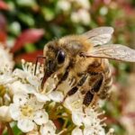 Bees at your door? Here's what every homeowner actually needs to know |