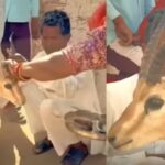 Bikaner family’s tearful goodbye to deer they raised for 18 months leaves internet emotional: Parenting lesson on love and letting go |