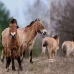 Chernobyl: From Nuclear Disaster to Thriving Wildlife Sanctuary |
