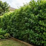 Ditch the fence; these 7 plants are doing it better anyway |