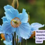 Himalayan Blue Poppy: Meconopsis Bailey: This unique blue coloured Himalayan poppy prepares for 2- 5 years to bloom just once in a lifetime!