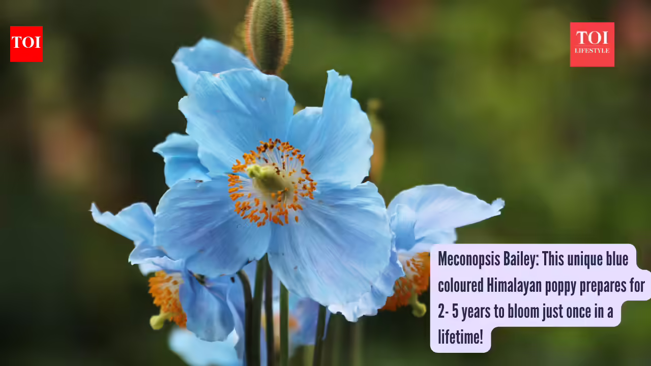 Himalayan Blue Poppy: Meconopsis Bailey: This unique blue coloured Himalayan poppy prepares for 2- 5 years to bloom just once in a lifetime!