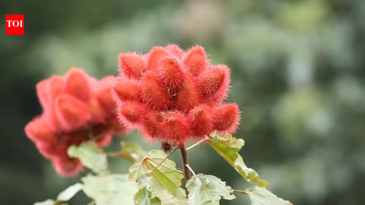 How to grow ‘sindoor’ plant at home for natural red colour and multiple benefits |