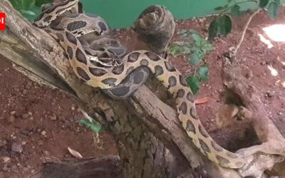 Katraj Snake Park, India: 10 things no one tells you about this tourist destination |