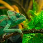 Not just chameleons; 5 animals that can change colour