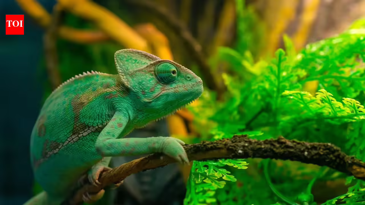 Not just chameleons; 5 animals that can change colour