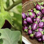 Purple Brinjal vs Green Brinjal: Which is better for bharta, fry, and sabzi |
