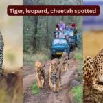 Rare spotting: A Bengal tiger, a leopard, and a cheetah spotted at this national park in Rajasthan |