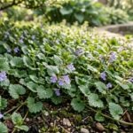 The science of killing Creeping Charlie: What actually works |