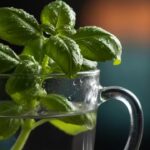 The two simple habits that will finally keep your basil alive |
