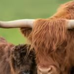 UK farmer plans to breed ‘less photogenic’ Highland cows to stop tourists and influencers filming them | World News