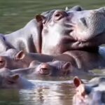 Vantara offers to take 80 Colombian hippos facing death | India News