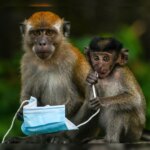 पिज्जा- बर्गर से पेट हो रहा खराब तो मिट्टी खाकर कर रहे इलाज... जिब्राल्टर के 'डॉक्टर' बंदरों से मिलिए