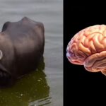 ‘Akal badi ya bais’: The original proverb you’ve been misquoting for years was never about a buffalo |