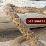 10 unique sea snakes and places they can be found on beach by travellers