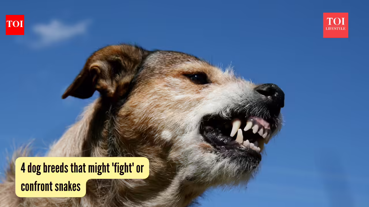 4 dog breeds that might 'fight' or confront snakes