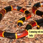 5 amazing red snakes found in India