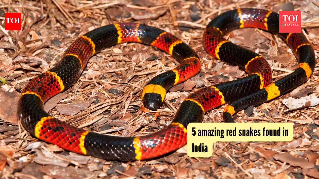 5 amazing red snakes found in India