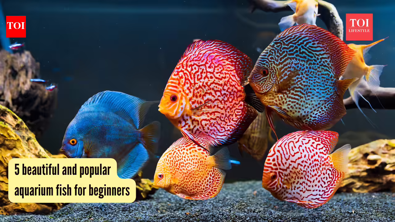 5 beautiful and popular aquarium fish for beginners