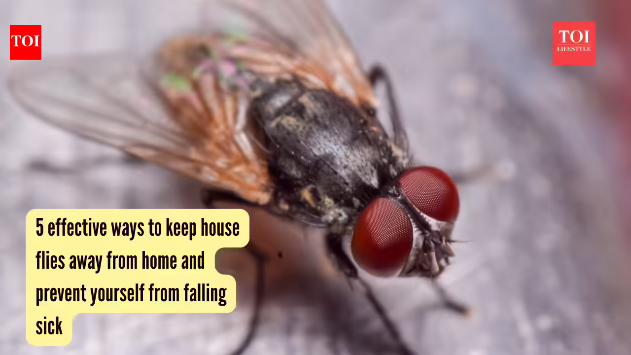 5 effective ways to keep house flies away from home and prevent yourself from falling sick