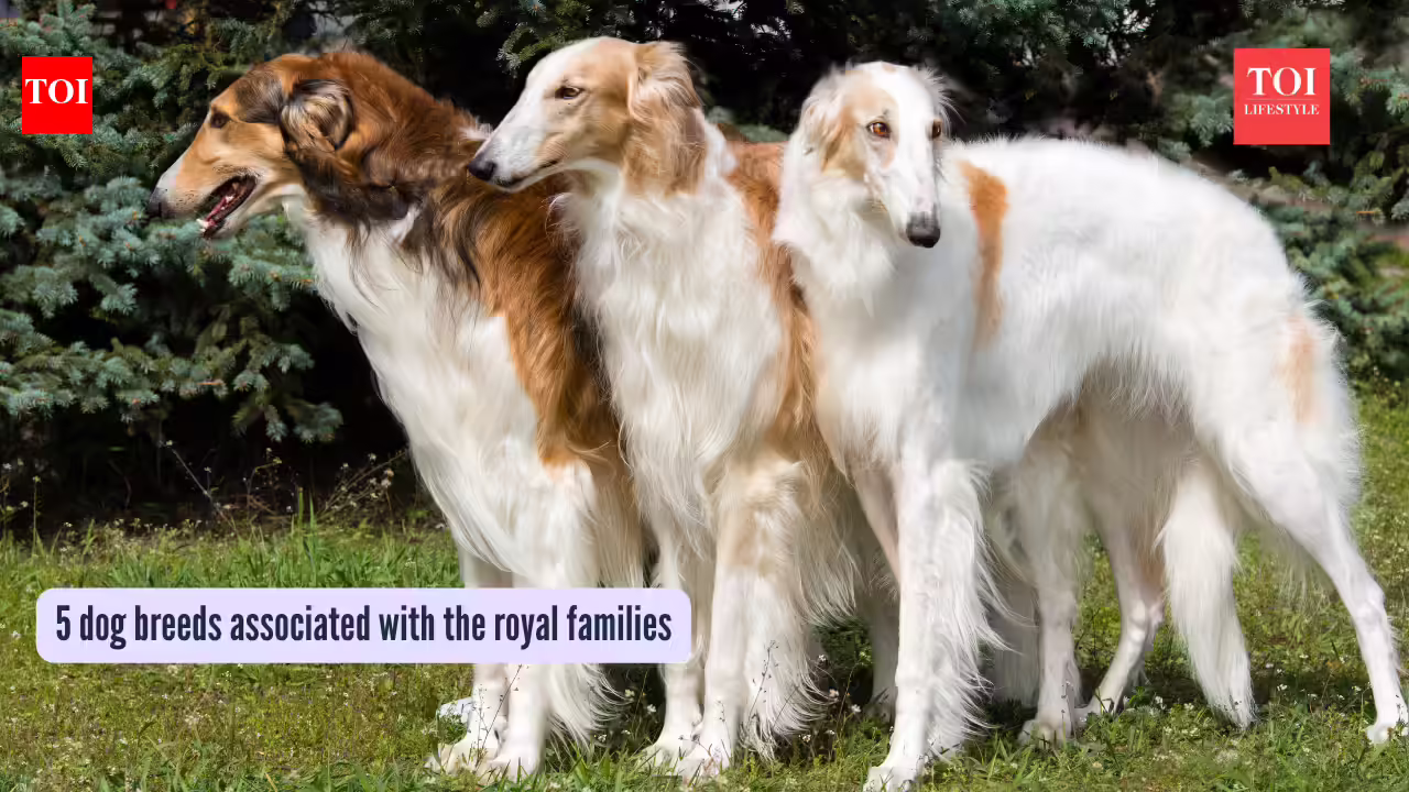5 elegant dog breeds that were part of royal families