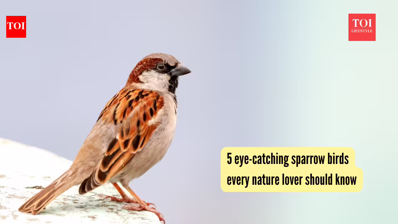 5 eye-catching sparrow birds every nature lover should know