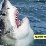 5 giant fish that rule the ocean