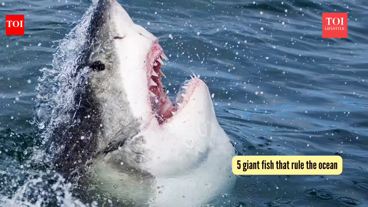 5 giant fish that rule the ocean
