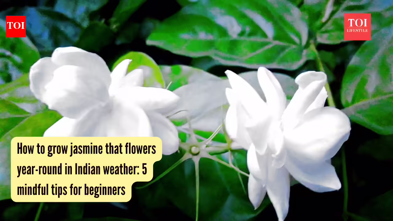 5 mindful tips for beginners