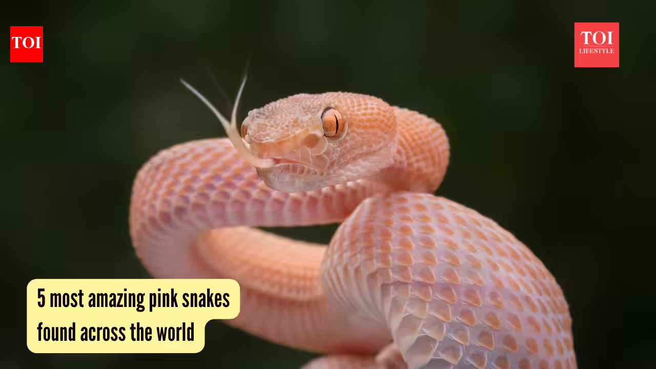 5 most amazing pink snakes found across the world