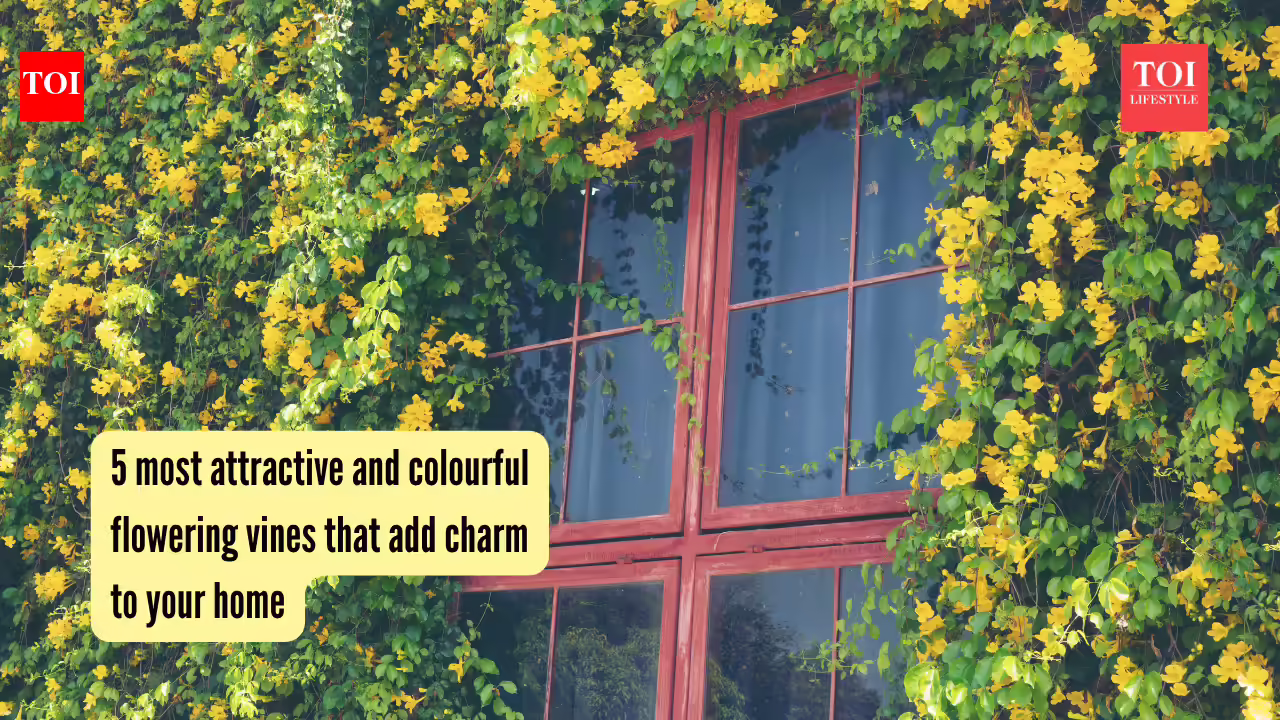 5 most attractive and colourful flowering vines that add charm to your home