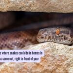 5 most common places where snakes can hide in homes in the US (You might miss some out, right in front of your eyes)