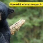 5 rare wild animals you can spot in national parks of the USA |