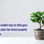 5 simple and mindful steps for office goers to grow jade plants that attract prosperity and positivity