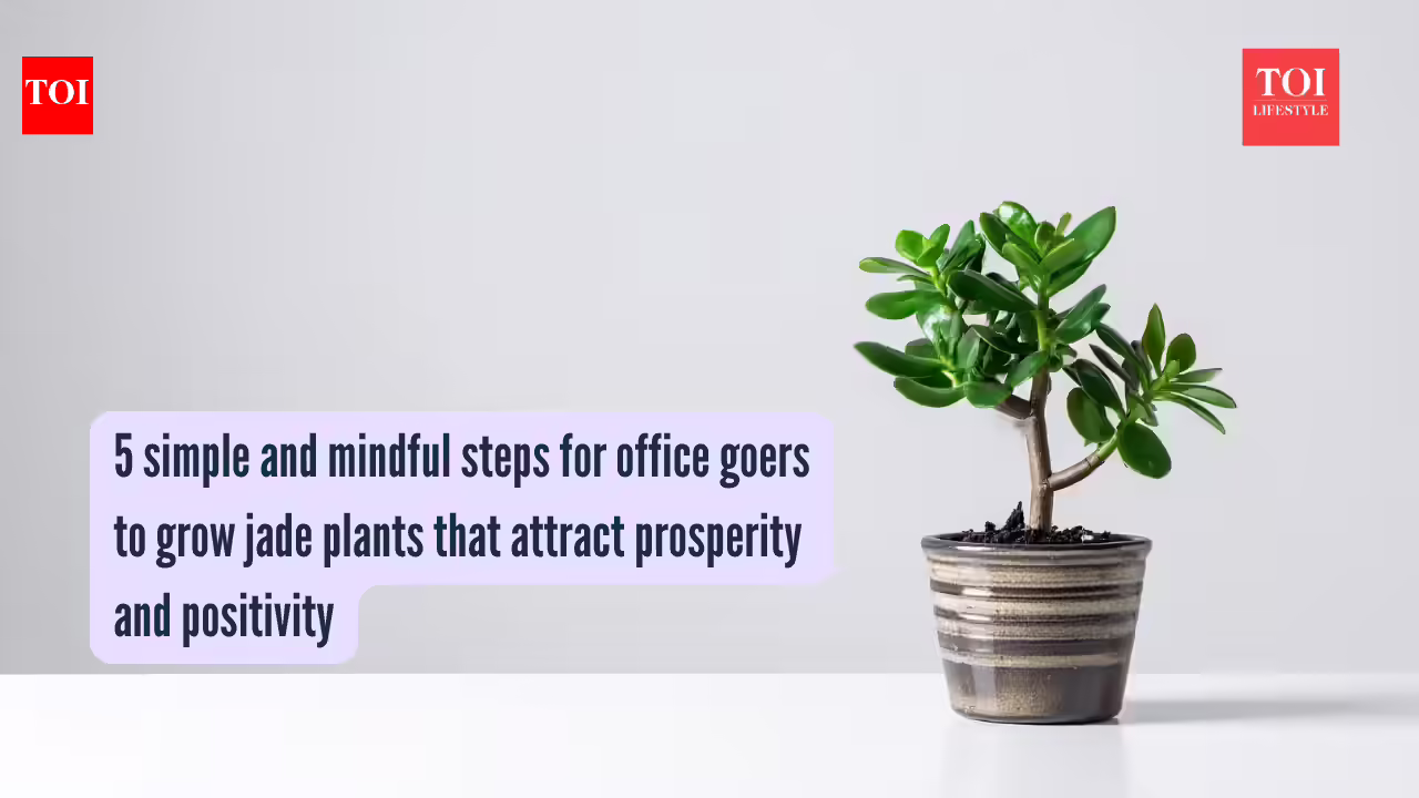 5 simple and mindful steps for office goers to grow jade plants that attract prosperity and positivity