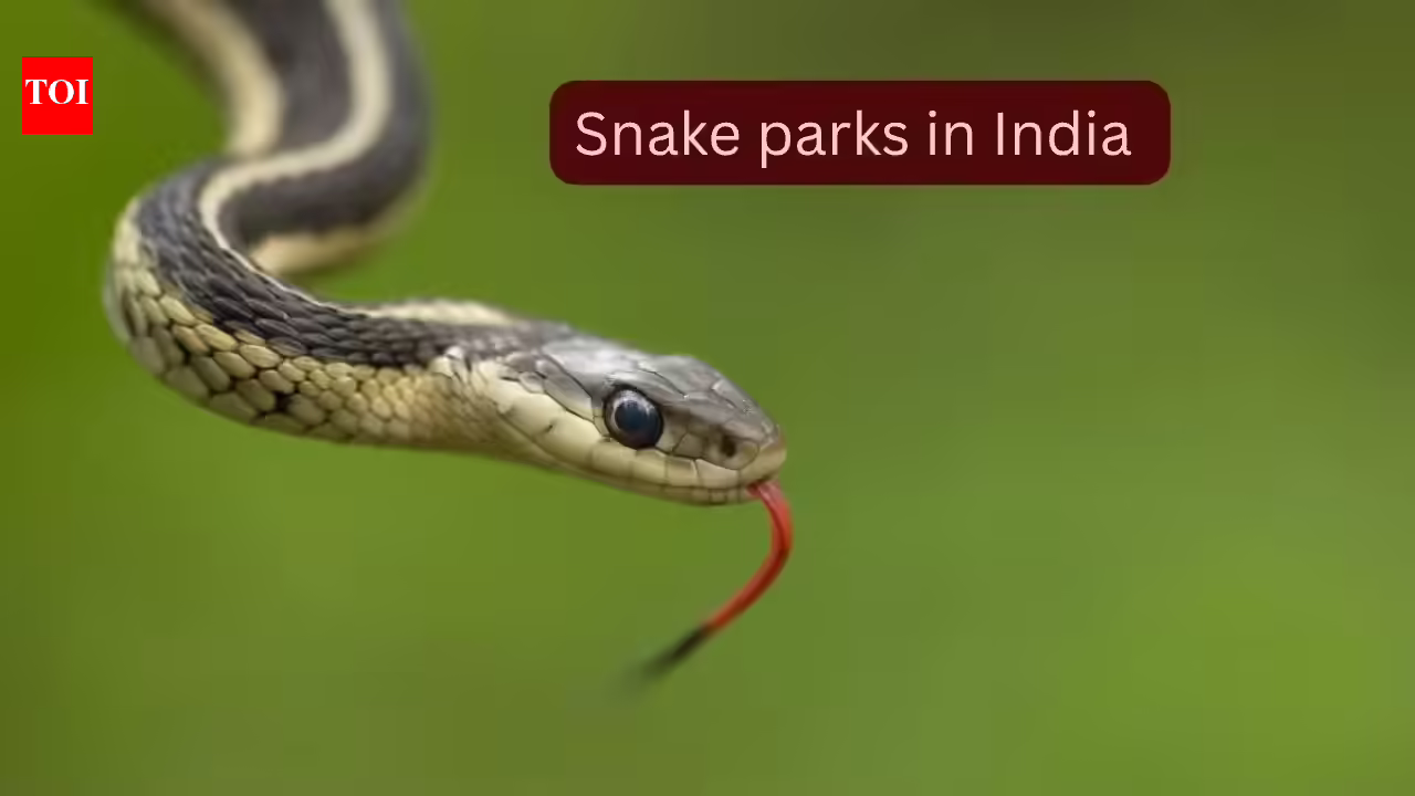 5 snake parks in India where travellers can spot rare and venomous species and how to reach them