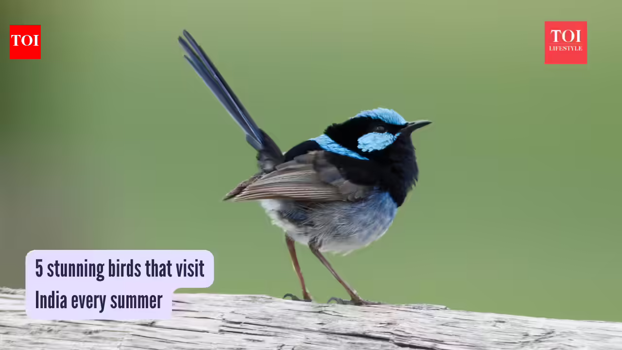 5 stunning birds that visit India every summer