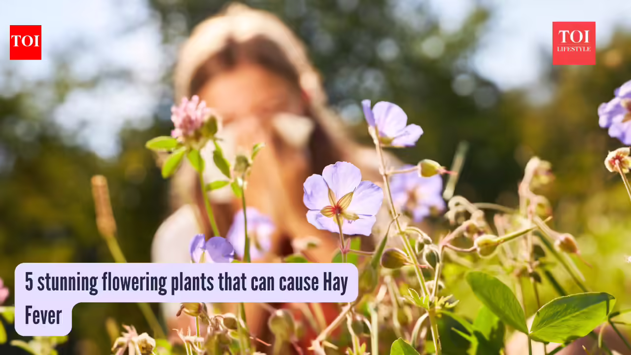5 stunning flowering plants that can cause Hay Fever