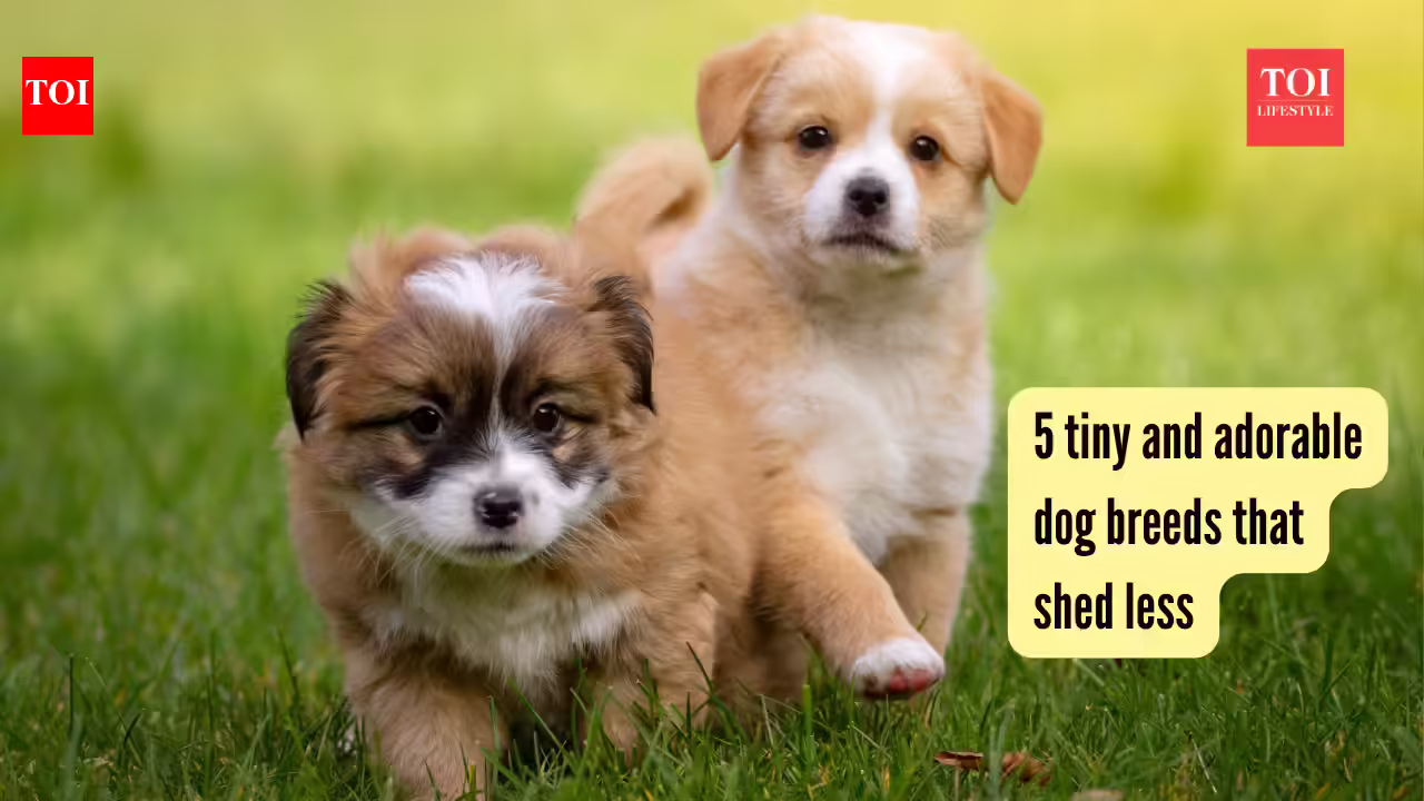 5 tiny and adorable dog breeds that shed less