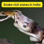 7 snake-rich states in India and what every wildlife traveller should know about them